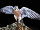 American Kestrels (Falco Sparverius) are Native to North and South America  Captive