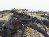 Marine Iguana (Amblyrhynchus Cristatus)