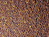 Mustard Seeds for Use as a Spice (Sinapsis Alba)