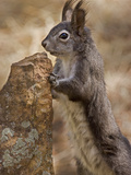 Abert's Squirrel or Tassel-Eared Squirrel (Sciurus Aberti) Is Normally All Black