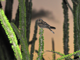 Madagascar Nightjar in the Spiny Forest (Caprimulgus Madagascariensis)  Berenty Private Reserve