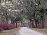 Road Lined with Azaleas and Live Oaks  Quercus Virginiana  Draped with Spanish Moss