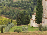 Vineyard and St Antimo Abbey  Near Montalcino  Italy  Tuscany
