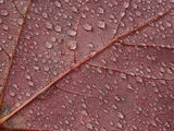 Water Drops on Red Maple Leaf  Ã