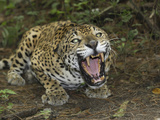 A Crouched and Aggressive Jaguar with Open Mouth  Showing its Sharp Teeth (Panthera Onca)  Belize