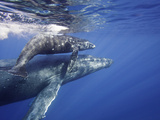 Humpback Whale Mother and Calf (Megaptera Novaeangliae)  Maui  Hawaii  USA