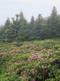 Catawba Rhododendrons on Roan Mountain   Overlooking the Cherokee National Forest