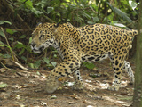 Jaguar Walking (Panthera Onca)  Belize