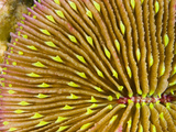 Mushroom Coral (Fungia Scutaria) Is Unique in the Coral World in That it Does Not Attach Itself