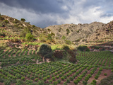 Vineyard  Crete  Greece