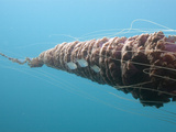Commensal Pacific Butterfish or Pompano (Peprilus Simillimus) and the Black Sea Nettle