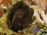 Octopus (Octopus Cyanea) Hiding  Komodo  Indonesia