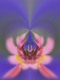 Single Zinnia (Zinnia Elegans) Flower with Out of Focus Background  Compositae