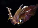 Male Bigfin Reef Squid (Sepioteuthis Lessoniana)  Hawaii  USA