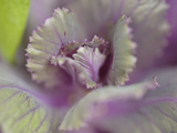 Decorative Cabbage