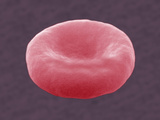 Human Red Blood Cell  SEM X10 000
