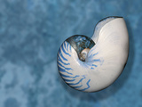 Nautilus Shell Against a Blue Background