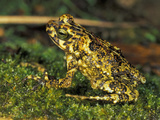 Toad (Bufo) Sitting on Moss  Manu National Park  Peru