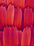Butterfly Wing Scales  SEM X700