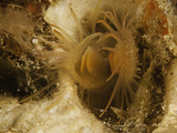 The Fragile File Shell (Lima Fragilis) Swims by Flapping its Valves Together Like a Scallop  Hawaii
