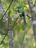 Resplendent Quetzal Male (Pharomachrus Mocinno)  Cierro La Muerte  Costa Rica