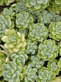 Stonecrop Plant Pattern