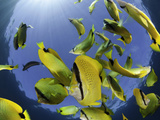 Schooling Milletseed Butterflyfish (Chaetodon Miliaris) Endemic to Molokini  Maui  Hawaii
