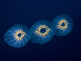 Salp Chain (Cyclosalpa Affinis)  Nine-Mile Bank  San Diego  California  USA