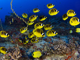 Schooling Raccoon Butterflyfish (Chaetodon Lunula)  Hawaii