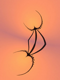 Winter Sunrise or Sunset Silhouetting a Teasel Plant
