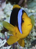 Clark's Anemonefish (Amphiprion Clarkii)  Yap  Micronesia