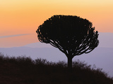 Candelabra Tree (Euphorbia Ingens) Silhouetted at Sunrise  Ngorongoro Crater  Tanzania  Africa
