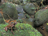Long-Nosed Horned Frog Sitting on Moss Along a Rain Forest Stream (Megophrys Nasuta)