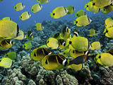 A Reef Scene with Schooling Milletseed Butterflyfish  and Raccoon Butterflyfish