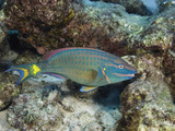 A Stoplight Parrotfish (Sparisoma Viride) Terminal Male Phase  Scraping Algae Off Dead Coral