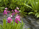 Parry Primrose
