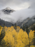 Aspens in their Autumn Finery Deep in the Uncompahgre River Gorge Near Ouray