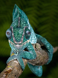 Panther Chameleon (Furcifer Pardalis)  Ambanja  Madagascar  Captive