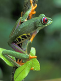 Red-Eyed Tree Frog (Agalychnis Callidryas)  Cahuita National Park  Costa Rica