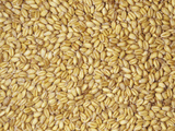 Whole Soft Wheat (Triticum)