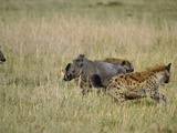 Spotted Hyenas (Crocutcrocuta) Attacking Desert Warthog (Phacochoerus Aethiopicus)   Kenya