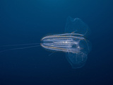 Ctenophore (Leucothea Pulchra)  Nine-Mile Bank  San Diego  California  USA