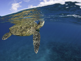 A Green Sea Turtle (Chelonia Mydas) Lifts its Head to the Surface for a Breath