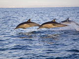 Common Dolphins Leaping from the Ocean (Delphinus Delphis) San Diego  California  USA