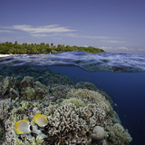 Philippine Pangalo Reef Scene with Butterflyfish and Balicasag Island  Digital Composite