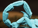 Coiled Tail of Emperor Scorpion Flourescing under Black Light  (Pandinus Imperator)  Africa