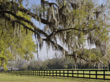 Live Oak Trees Draped in Spanish Moss  Boone Hall Plantation  Mount Pleasant  Christ Church Parish