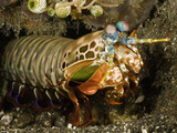 A Peacock Mantis Shrimp (Odontodactylus Scyllarus)  Indonesia
