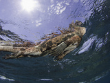 Marine Iguana (Amblyrhynchus Cristatus) Taking a Breath on the Surface