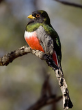 Male Elegant Trogon (Trogon Elegans) Perching  Arizona  USA